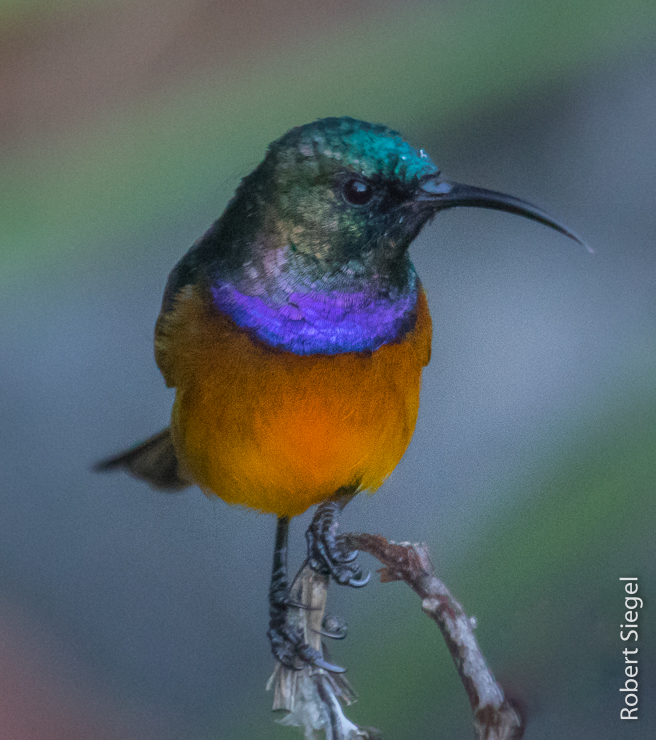 sunbird